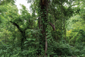 Photo of trees and kudzu by Michael Lachowski
